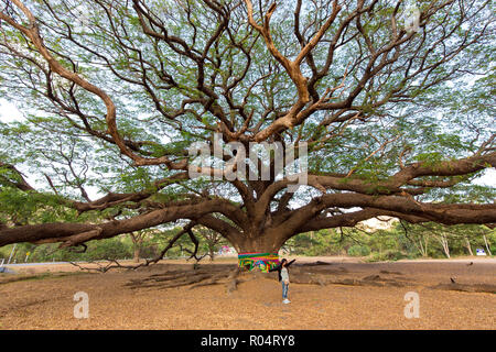 Femme debout en face d'un géant Saman Albizia arbre dans la province de Kanchanaburi, Thaïlande Banque D'Images