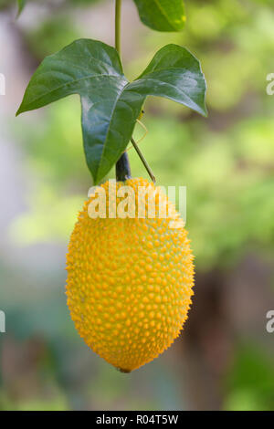 Gac fruit accrochant sur la vigne Banque D'Images