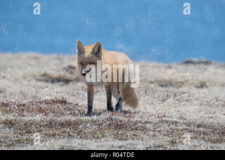 Red Fox femelle adulte de retourner à sa den cap St. Mary's, Terre-Neuve Banque D'Images