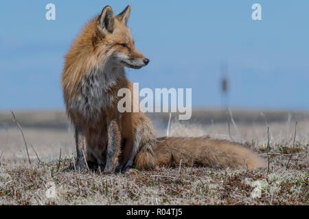Red Fox femelle adulte à réserve écologique de Cape St. Mary's, Terre-Neuve, Canada Banque D'Images