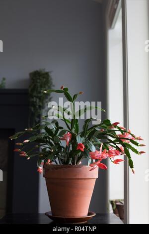 Une plante en fleurs de schlumbergera (Thanksgiving Cactus). Banque D'Images