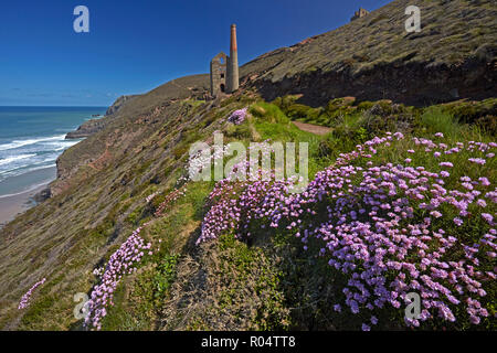 L'épargne sur le sentier du littoral, près des ruines d'une papule Coates tin mine, site du patrimoine mondial de l'UNESCO, près de St Agnes, Cornwall, Angleterre, Royaume-Uni Banque D'Images