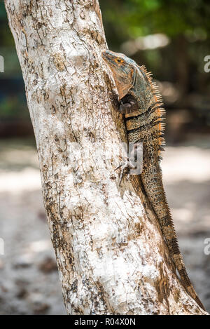 L'Iguane noir Lizard (Ctenosaura similis), Parc National Manuel Antonio Beach, la côte du Pacifique, le Costa Rica, Amérique Centrale Banque D'Images