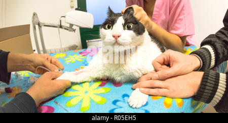 Seringue vétérinaire avec patte de chat patient dans l'établissement de sang pour la transfusion de sang ou en clinique vétérinaire. Animal anxieux dans la peur du patient à usage vétérinaire. Le concept de stress. Banque D'Images