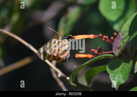 Jolies rayures de tigre papillon longwing en sirotant un nectar de fleur. Banque D'Images