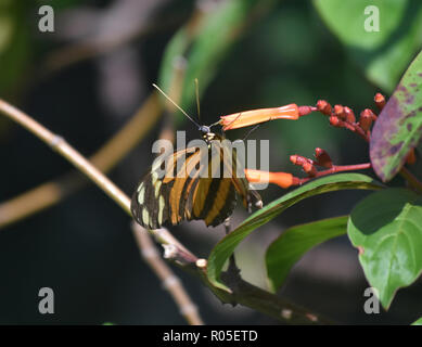 Jolies rayures de tigre papillon longwing en sirotant un nectar de fleur. Banque D'Images