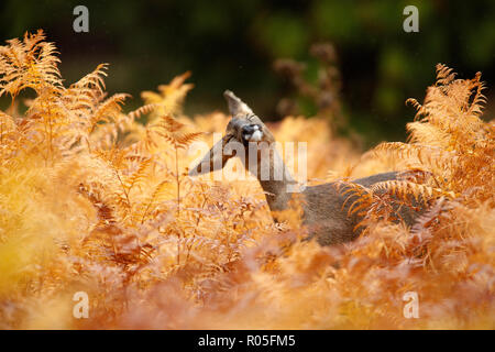 Chevreuil en automne doré bracken Banque D'Images