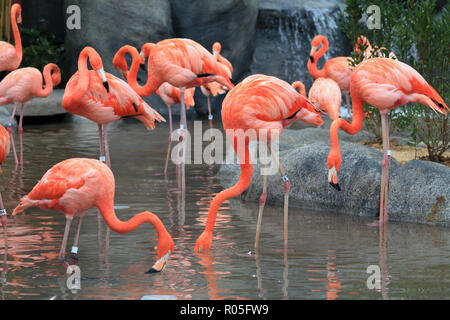 American flamants roses, Phoenicopterus ruber Banque D'Images