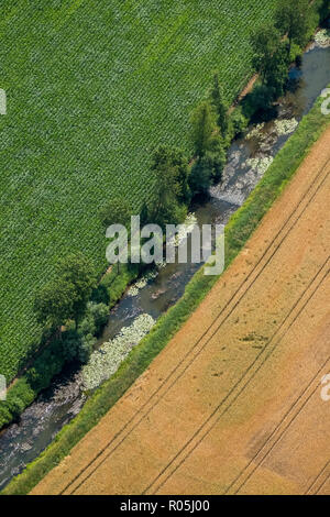 Vue aérienne, Bever près de Vinnenberg Abbaye, Warendorf, Münsterland, Rhénanie du Nord-Westphalie, Allemagne, Europe, DEU, oiseaux-lunettes, vue aérienne Vue aérienne, p Banque D'Images