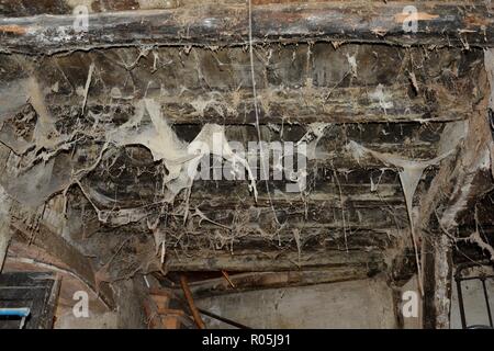 D'araignée dans le plafond d'une maison ancienne Banque D'Images