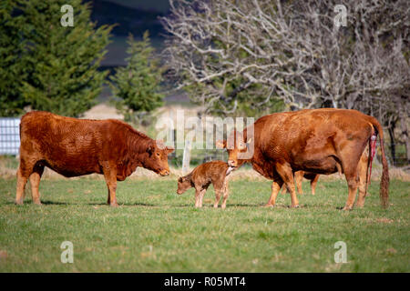 Un Devon rouge vache donne naissance à un veau dans un champ alors qu'une autre vache regarde sur Banque D'Images