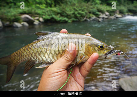 Close-up de poissons d'eau douce Mahseer malais accroché sur la pêche à la mouche morsure avec fleuve tropical. arrière-plan. Banque D'Images