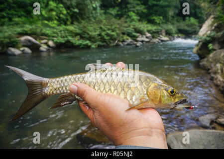 Close-up de poissons d'eau douce Mahseer malais accroché sur la pêche à la mouche morsure avec fleuve tropical. arrière-plan. Banque D'Images