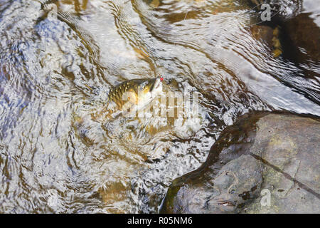 Close-up de poissons d'eau douce Mahseer malais accroché sur flyfishing bouchée. Banque D'Images