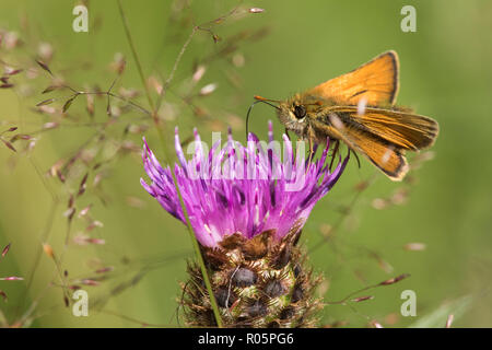 Petite Skipper (Thymelicus sylvestris), des profils de nectar sur les fleurs de centaurée (Centaurea nigra) dans la région de Hay meadow au petit matin dans summerti Banque D'Images