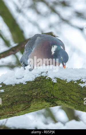 Bois commun pigeon (Columba palumbus), manger de la neige de branche d'arbre en hiver, West Midlands, Mars Banque D'Images