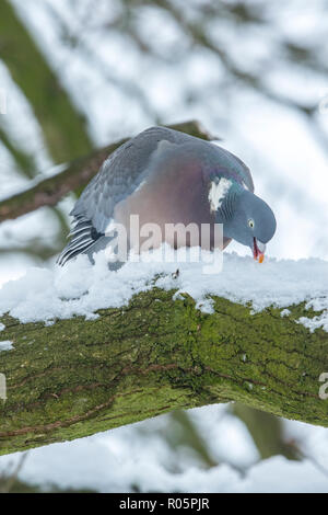 Bois commun pigeon (Columba palumbus), manger de la neige de branche d'arbre en hiver, West Midlands, Mars Banque D'Images