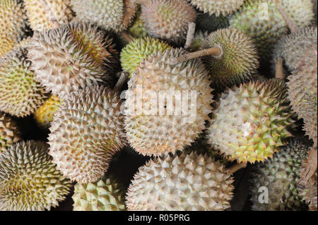 Fruits célèbre en Malaisie, Thaïlande et Indonésie le durian. Banque D'Images