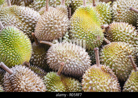 Fruits célèbre en Malaisie, Thaïlande et Indonésie le durian. Banque D'Images