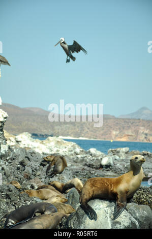 Un géant pélican est un atterrissage sur l'île de sea lion en Basse Californie, mer de Cortez au Mexique. Banque D'Images