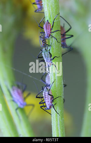 Tanaisie les pucerons, Macrosiphoniella tanacetaria Banque D'Images