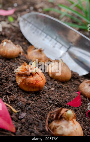 La plantation de bulbes Crocus dans le jardin d'automne. Banque D'Images