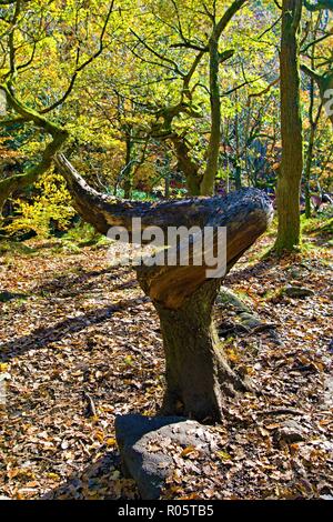 Curieux effets de la nature, la création d'une souche d'arbre endommagé et torsadée, capturé le matin d'Halloween, dans la gorge, Grindleford Padley Woods. Banque D'Images