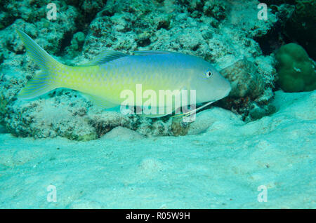 Yellowsaddle, Parupeneus cyclostomus goatfish, sur les récifs coralliens, hamata, Egypte, Mer Rouge Banque D'Images