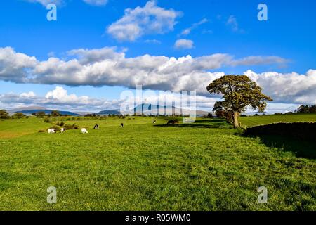 Ingleborough Hill dans le Yorkshire Dales Banque D'Images