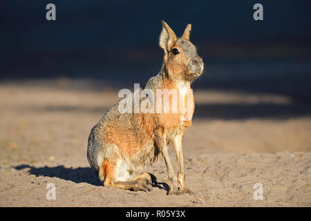 Mara Dolichotis patagonum (Patagonie), captive, l'occurrence l'Amérique du Sud, Allemagne Banque D'Images