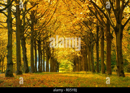 Linden-Allee en automne, Parc du Château Wilhelmsthal, parc paysage, Hesse du Nord, près de Kassel, Hesse, Allemagne Banque D'Images