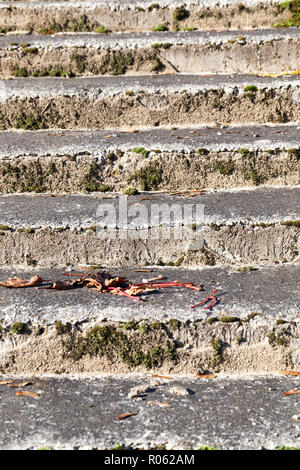 Ancien escalier en pierre dans un parc abandonné, sur les marches de l'escalier se développer mousses et lichens Banque D'Images