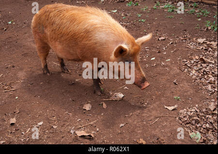 Porc Solo à pied de baignoire avec de l'eau dessous humide Banque D'Images