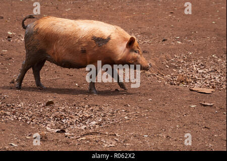 Porc Solo à pied de baignoire avec de l'eau dessous humide Banque D'Images