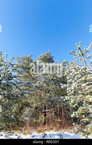 Pins couverts de neige top dans la forêt en hiver, photographié par en dessous contre un ciel bleu, Close up Banque D'Images