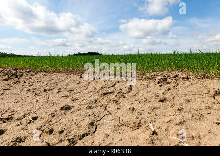 12.2005 de la sécheresse au sol près du champ avec l'orge vert Banque D'Images