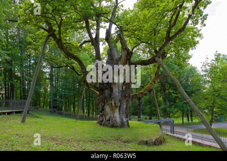 Le chêne Stelmuze est l'arbre le plus ancien dans la Lituanie et l'un des plus anciens en Europe. Il pousse à l'Stelmuze village, situé dans l'est près de la Lituanie Banque D'Images