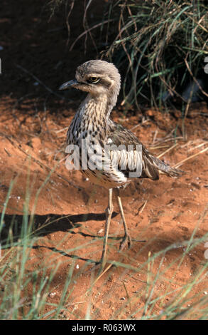 Les courlis en pierre sont également connus comme dikkops ou épais-genoux, de l'Australie. Burhinus grallarius (anciennement B. magnirostris, la large-billed) Banque D'Images