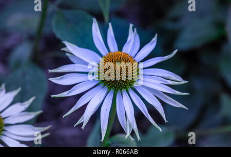 Nature plein air surréaliste macro floral d'un wide open blanc jaune coneflower echinacea/fleurs sur fond coloré trouble naturel Banque D'Images