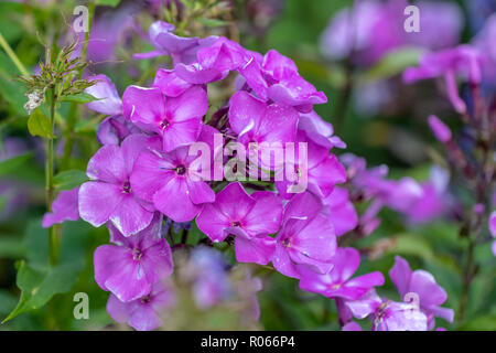Couleur naturelle image extérieure de phlox violet fleurs dans un champ de plantes sur une journée ensoleillée avec des arrière-plan flou Banque D'Images