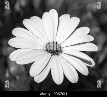 Nature macro noir et blanc monochrome d'un wide open cape daisy / marguerite fleur avec une abeille sur un arrière-plan flou naturel sur une journée ensoleillée Banque D'Images