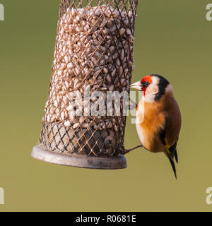 Un Chardonneret jaune (Carduelis carduelis) dans un jardin de Norfolk Banque D'Images