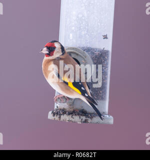 Un Chardonneret jaune (Carduelis carduelis) dans un jardin de Norfolk Banque D'Images