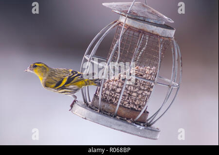 Un Tarin des pins (Carduelis spinus eurasienne) mâle adulte se nourrir dans des conditions de gel dans un jardin de Norfolk Banque D'Images