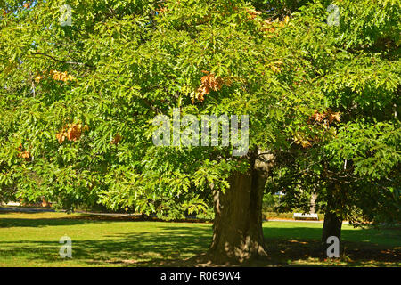 Quercus rubra (Quercus borealis), communément appelé le chêne rouge ou le chêne, est champion en chêne chêne rouge (Quercus section Lobatae groupe) Banque D'Images