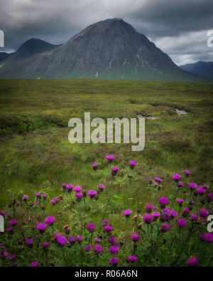 Buchaille Etive Mor, Glencoe entouré par les chardons écossais, Ecosse, Royaume-Uni, Europe Banque D'Images