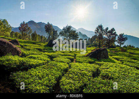 Les plantations de thé paysage près de Munnar dans les montagnes des Ghâts occidentaux, Kerala, Inde, Asie Banque D'Images
