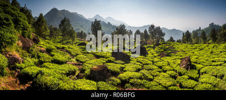 Les plantations de thé, Munnar, Western Ghats Montagnes, Kerala, Inde, Asie Banque D'Images