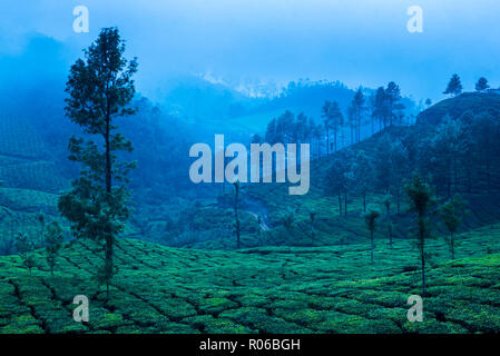 Les plantations de thé, Munnar, Western Ghats Montagnes, Kerala, Inde, Asie Banque D'Images