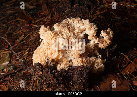 Le chou-fleur, champignons Sparassis crispa, poussant dans une zone de conifères de la New Forest dans le Hampshire England UK GO Banque D'Images